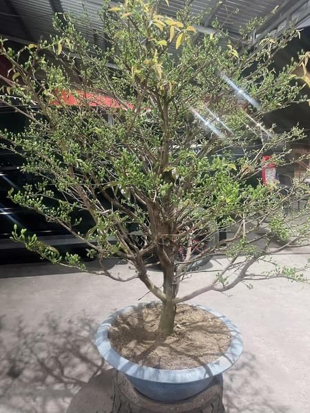 Hoa mai tết giá rẻ Bình Dương